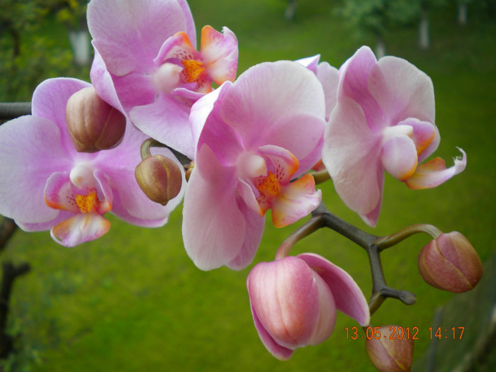  - orhidee 2012