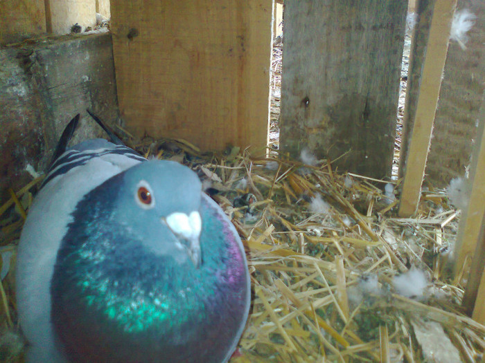 masculul a realizat norma la fond in 2014