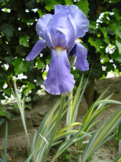 134. "Pallida Variegata"