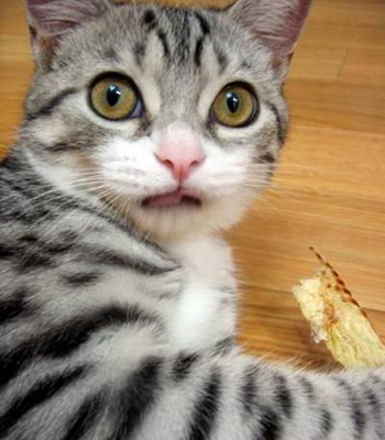 poze-haioase-poze-amuzante-pisici-prinsa-080801 - Poze amuzante mori de ras