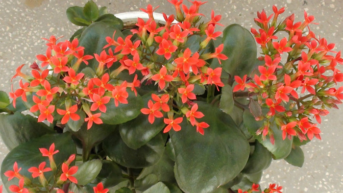 DSC00918 - Kalanchoe