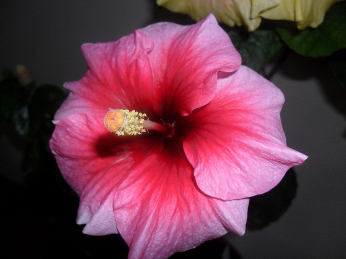 Hibiscus Yoder Camelia - Hibiscus 2012-1