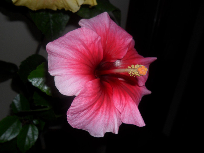 Hibiscus Yoder Camelia - Hibiscus 2012-1