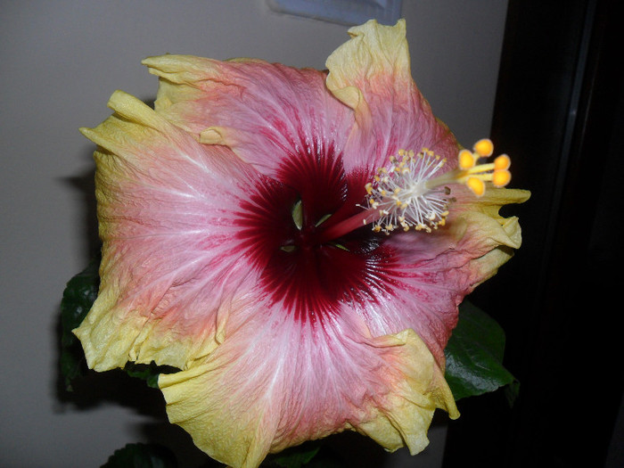 Hibiscus Tahitian Quinn - Hibiscus 2012-1
