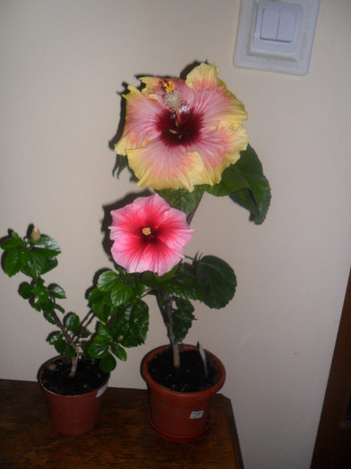 Hibiscus Yoder Camelia+ Tahitian Quinn - Hibiscus 2012-1