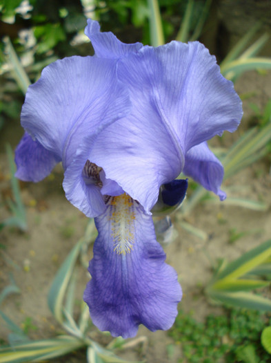 DSC09412 - Pllicata Variegata