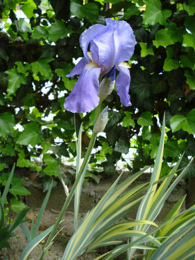 DSC09416 - Pllicata Variegata