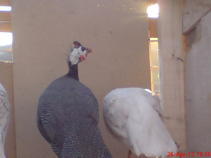 017; una alba si una gri
