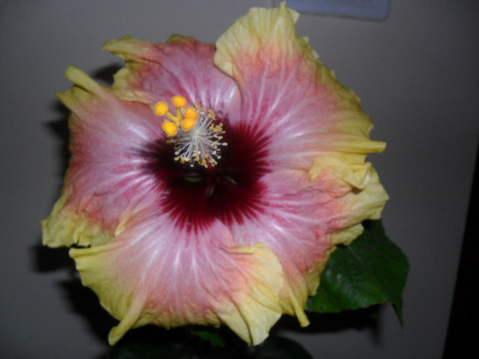 Hibiscus Tahitian Quinn - Hibiscus 2012-1
