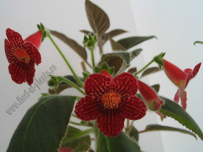 Kohleria Skogsbrand - KOHLERIA II