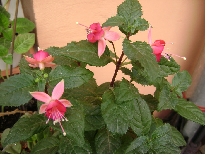 DSC08679 - Fuchsia