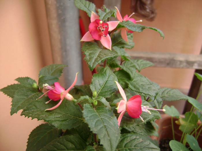 DSC08680 - Fuchsia