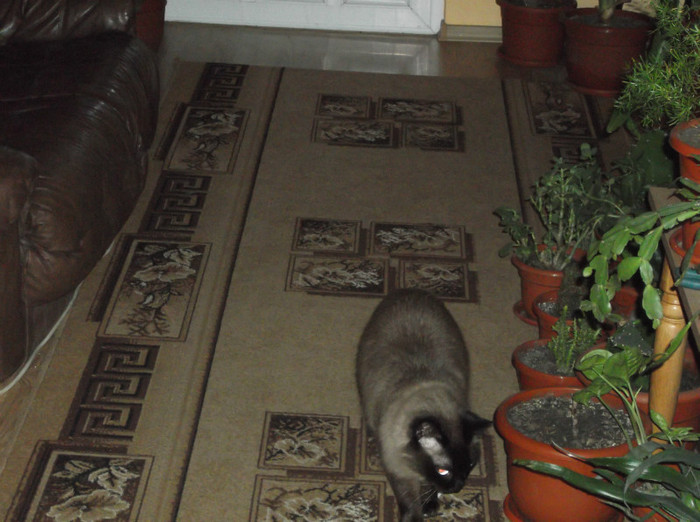 Picture 060 - BRUNO