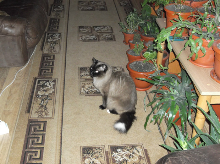 Picture 070 - BRUNO