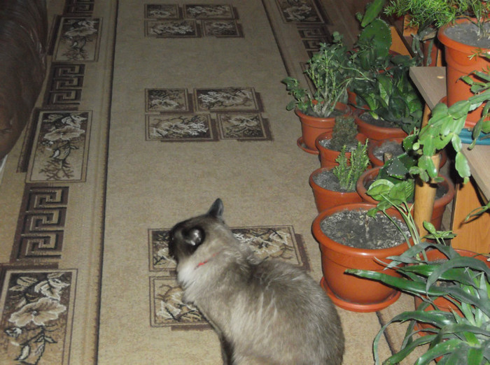 Picture 071 - BRUNO