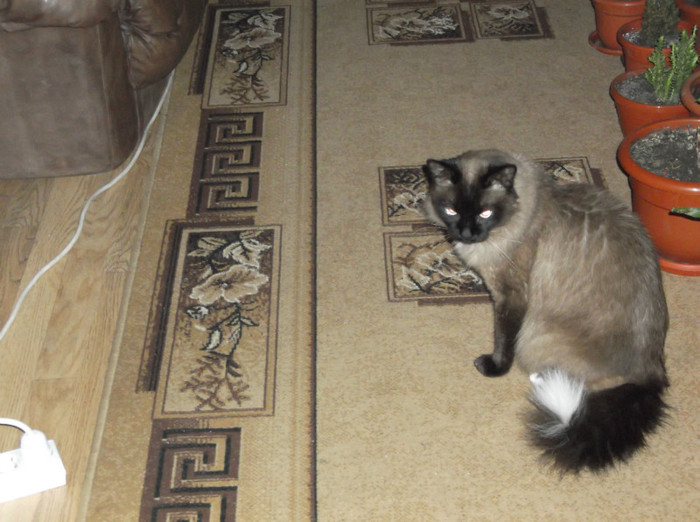 Picture 072 - BRUNO