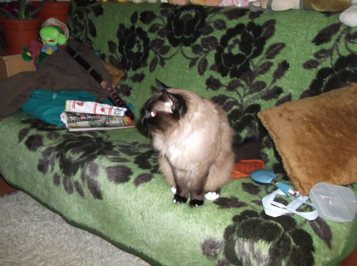 Picture 074 - BRUNO