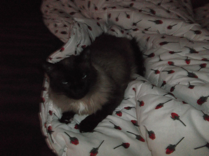 Picture 094 - BRUNO