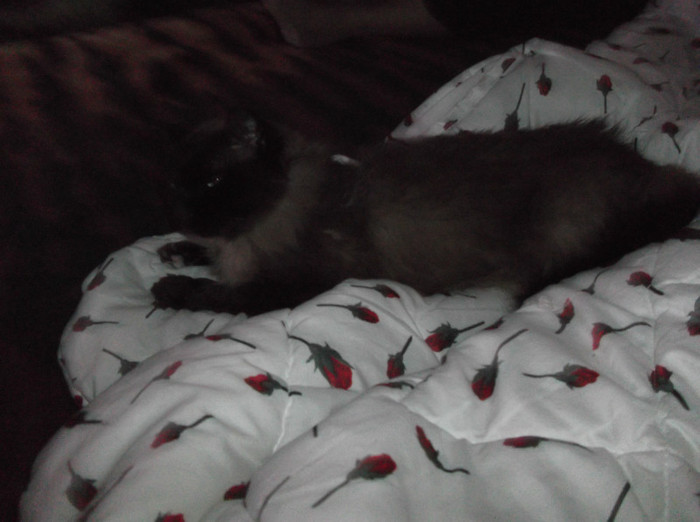 Picture 096 - BRUNO