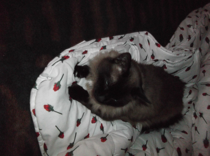 Picture 098 - BRUNO