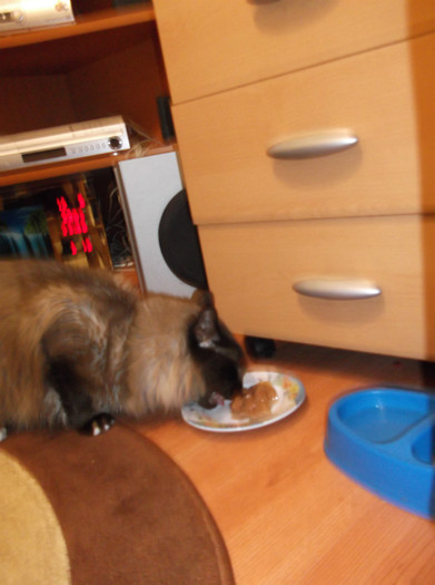 Picture 195 - BRUNO