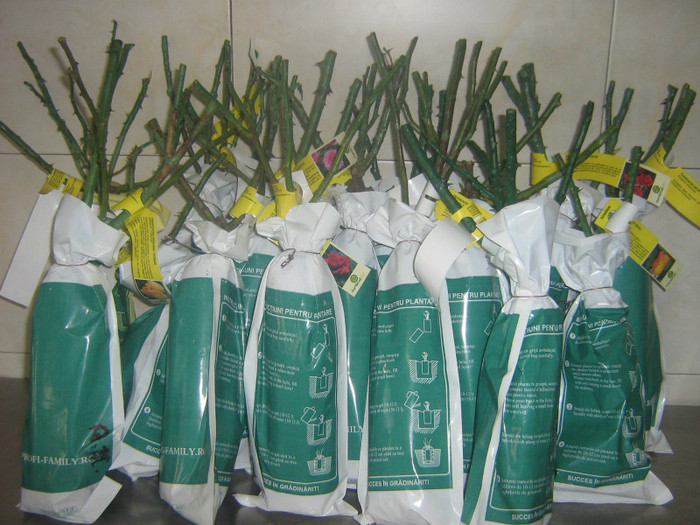 trandafiri de la 4garden