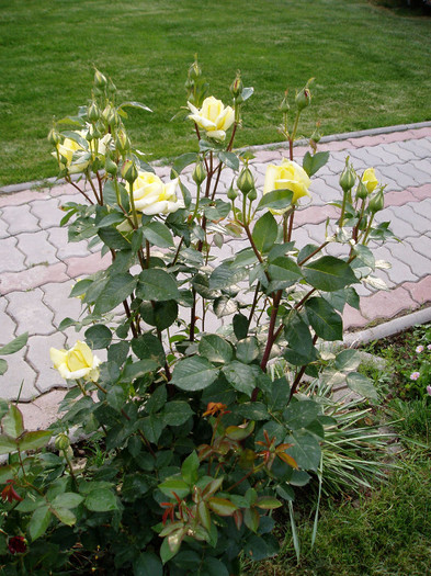 sunblest - Mai - Iunie