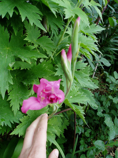 Gladiola pitica - Mai - Iunie