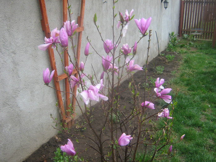 Magnolie in floare - Gradina