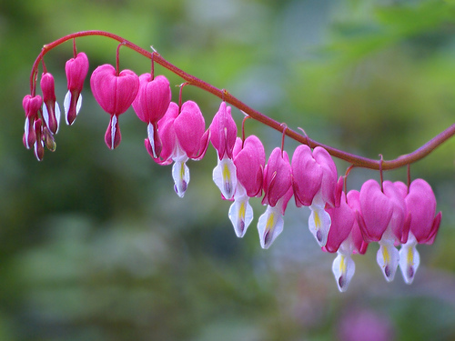 bleeding-hearts - Beautifull nature