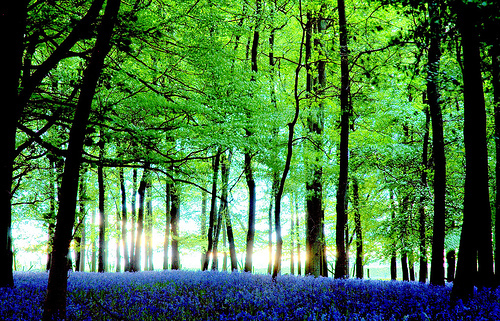blue-bells - Beautifull nature