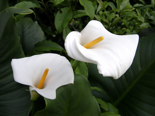 calla-lily - Beautifull nature