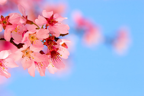 cherry-blossom - Beautifull nature