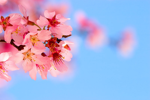 cherry-blossom