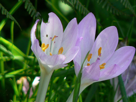 deadflower1 - Beautifull nature