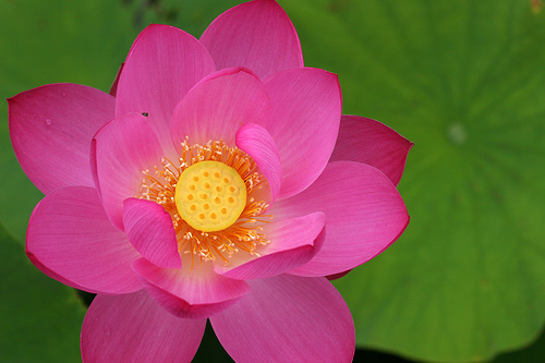 Lotus - Beautifull nature