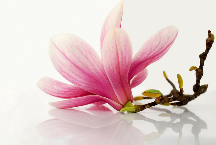 Magnolia-Flower - Beautifull nature