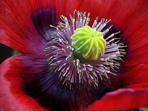 Poppy - Beautifull nature