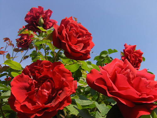 roses - Beautifull nature