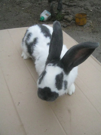 mascul 19.11.11; mascul
