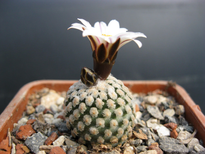 T. valdezianus