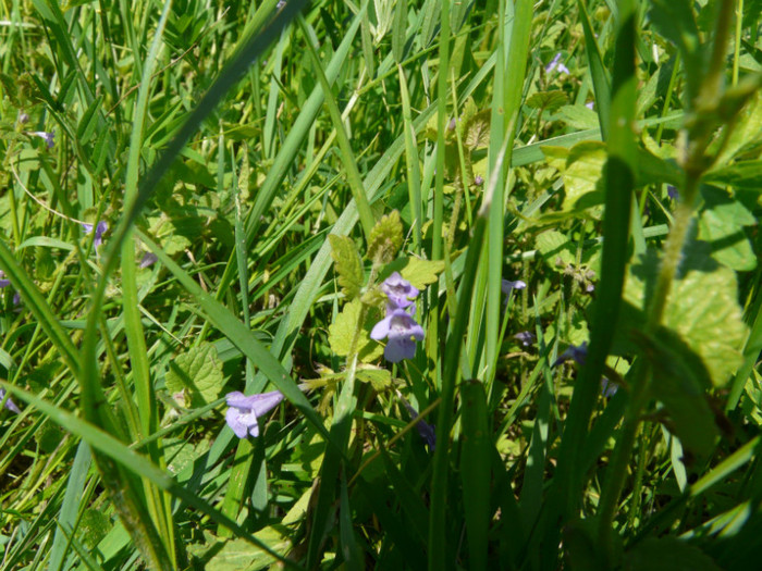 P1320665 - De prin Natura