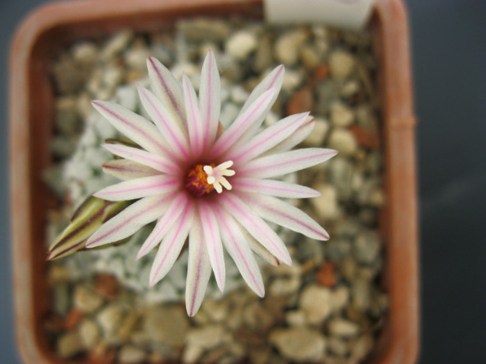 T. pseudopectinatus - Turbini