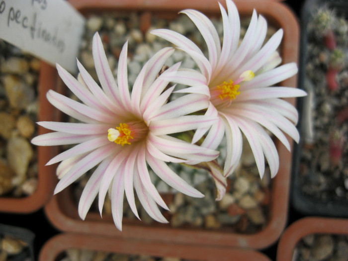 T. pseudopectinatus