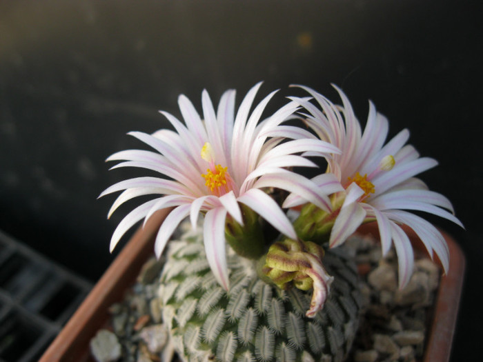 T. pseudopectinatus - Turbini