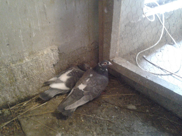 2012-04-18 17.20.21 - voiajori