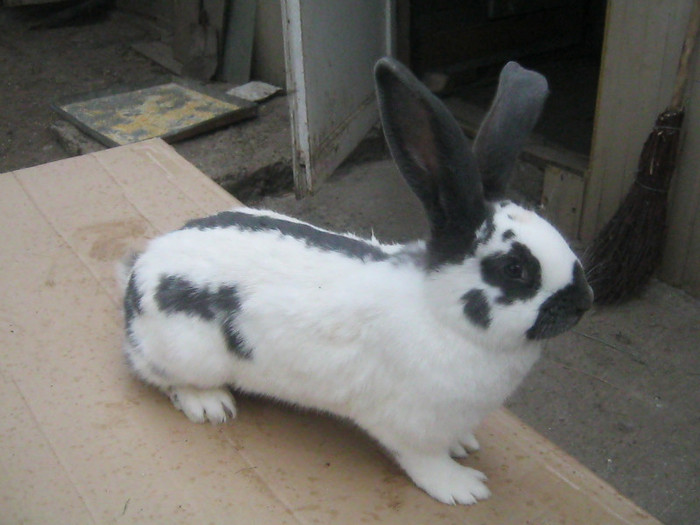 femela 2; femela 06.11.11
