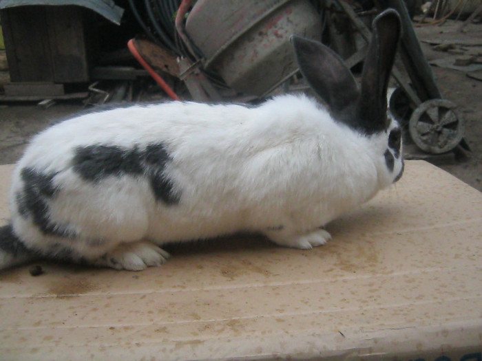 femela 2; femela 06.11.11
