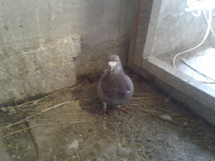 2012-04-18 17.16.48 - voiajori