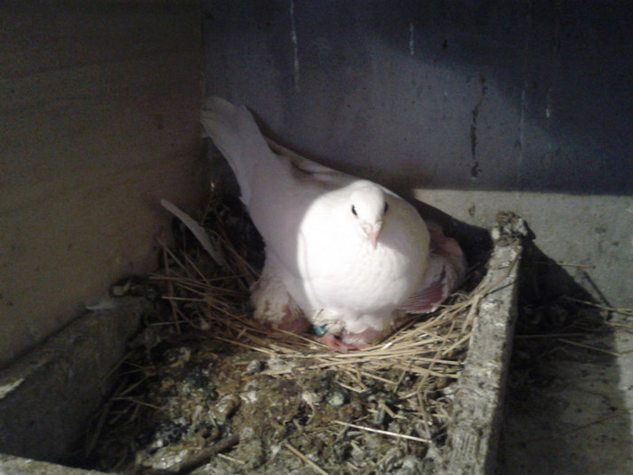 2012-04-20 19.57.49 - voiajori